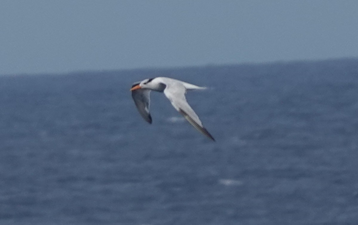 Royal Tern - ML626660315