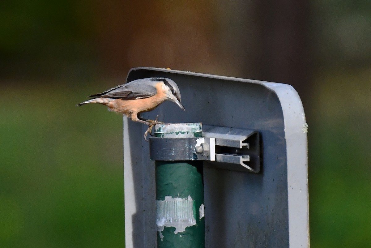 Eurasian Nuthatch - ML626660611