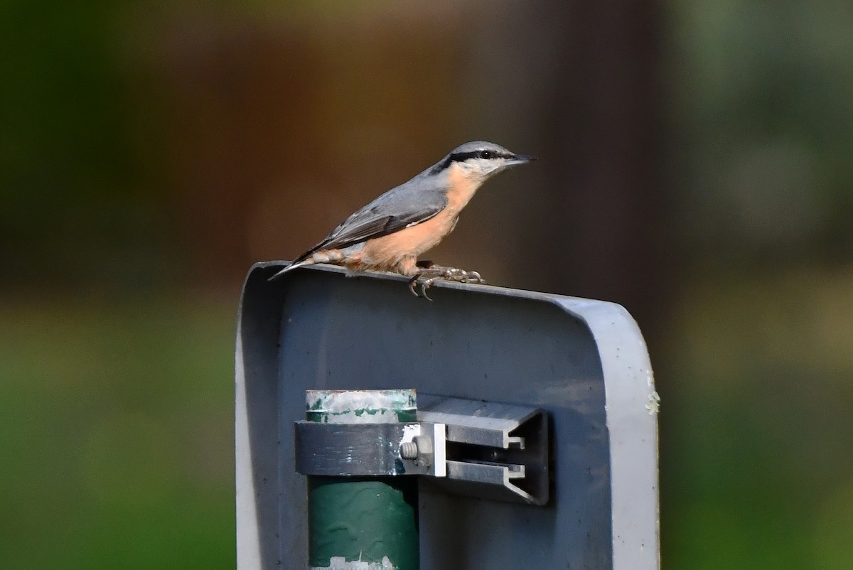 Eurasian Nuthatch - ML626660612