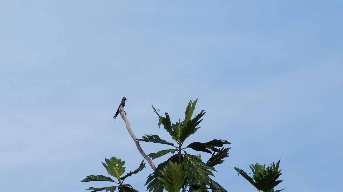 Moustached Treeswift - ML626660616