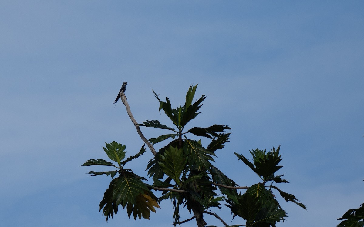 Moustached Treeswift - ML626660617