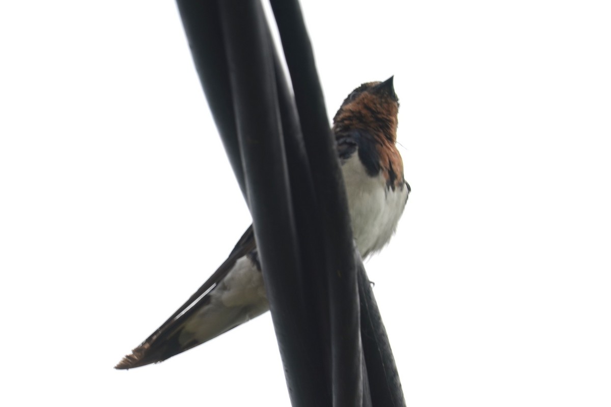 Red-chested Swallow - ML626660658