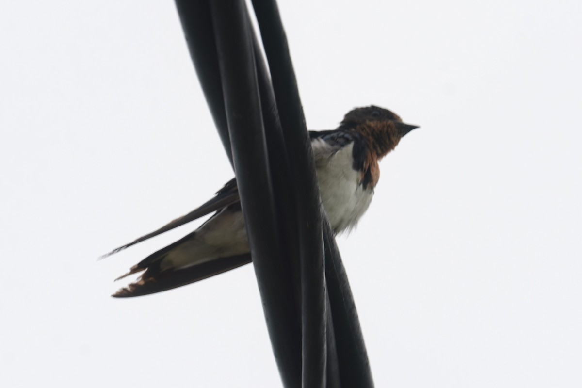 Red-chested Swallow - ML626660659