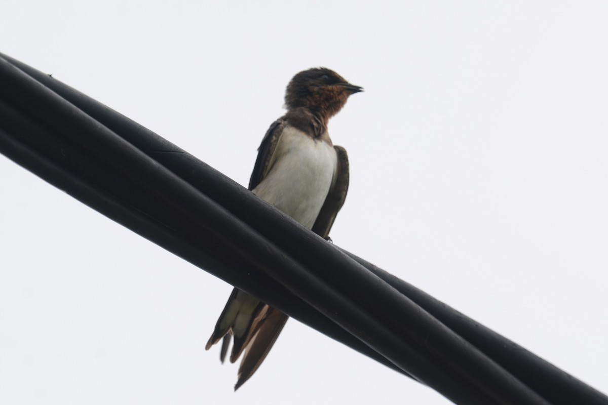 Red-chested Swallow - ML626660660