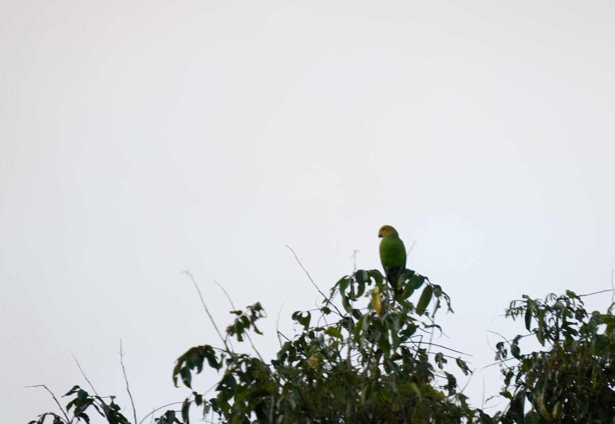 Singing Parrot (Northern) - ML626660682