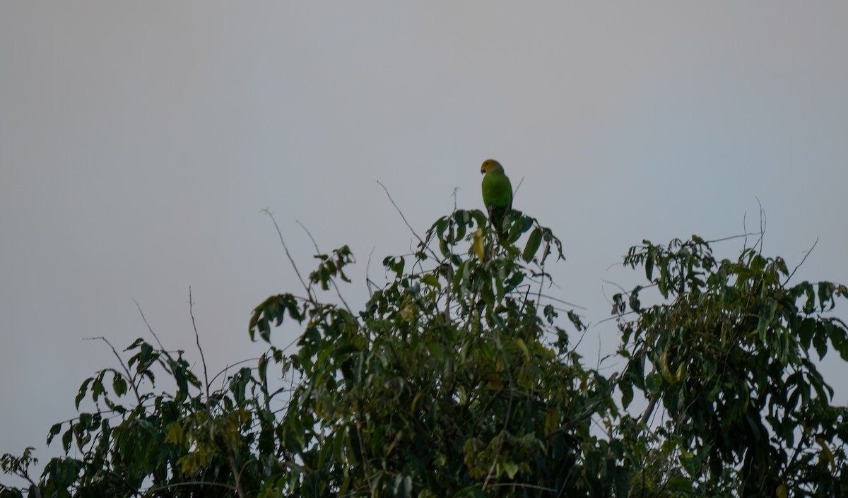 Singing Parrot (Northern) - ML626660683