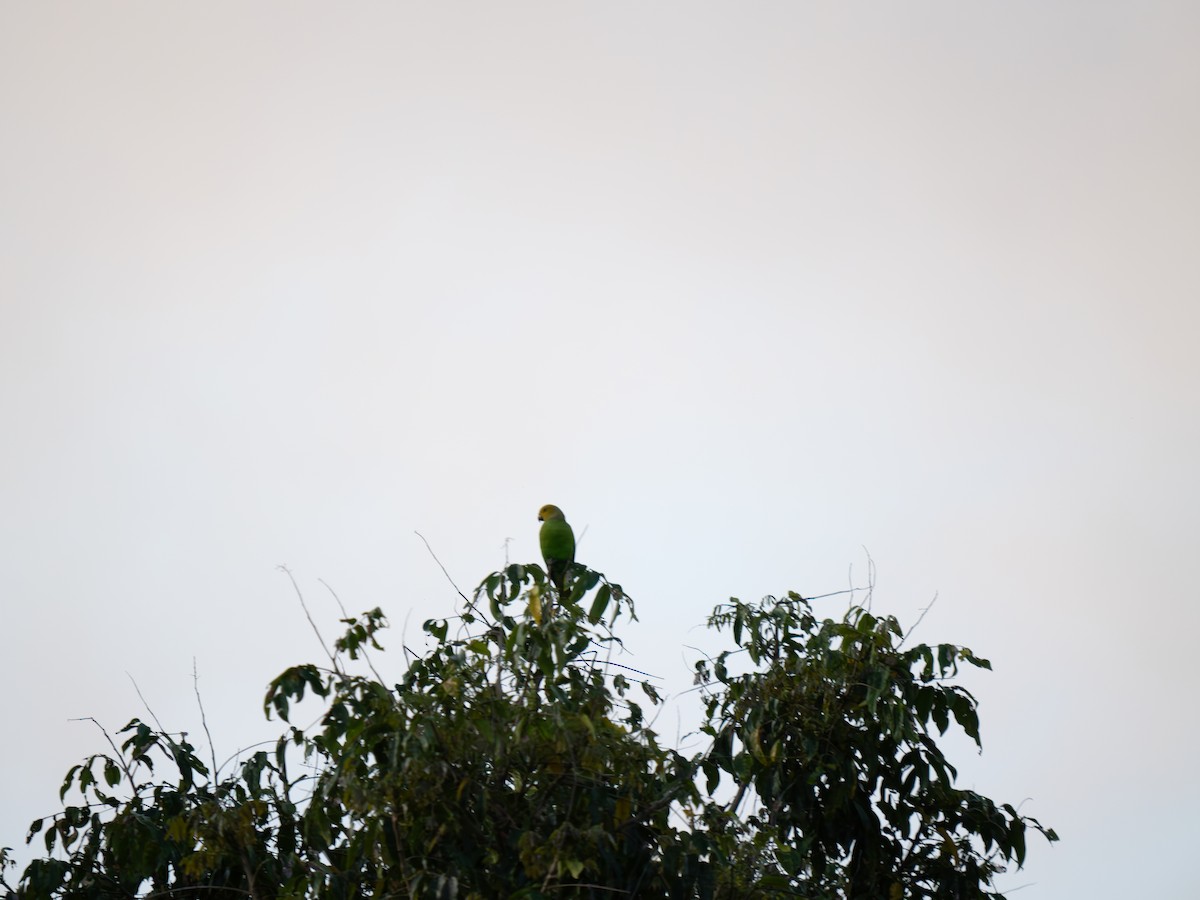 Singing Parrot (Northern) - ML626660684
