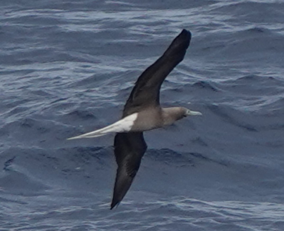 Red-footed Booby - ML626660721
