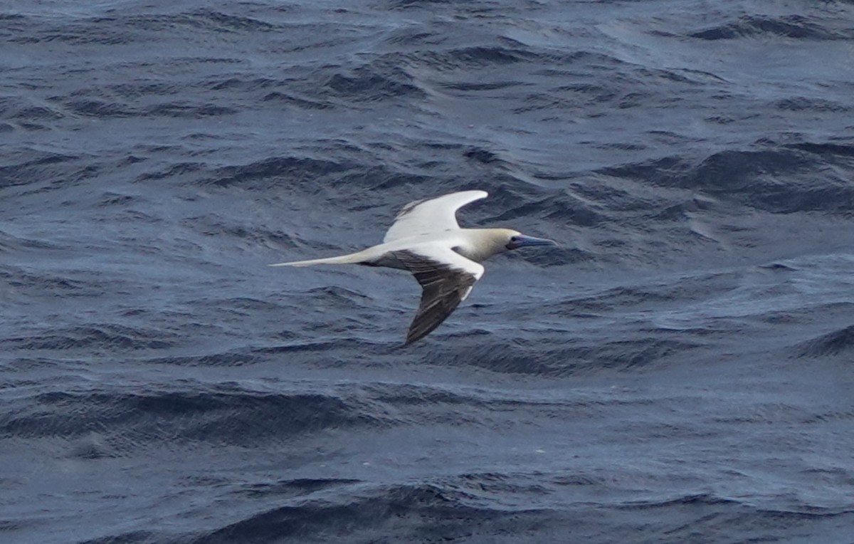 Red-footed Booby - ML626660722