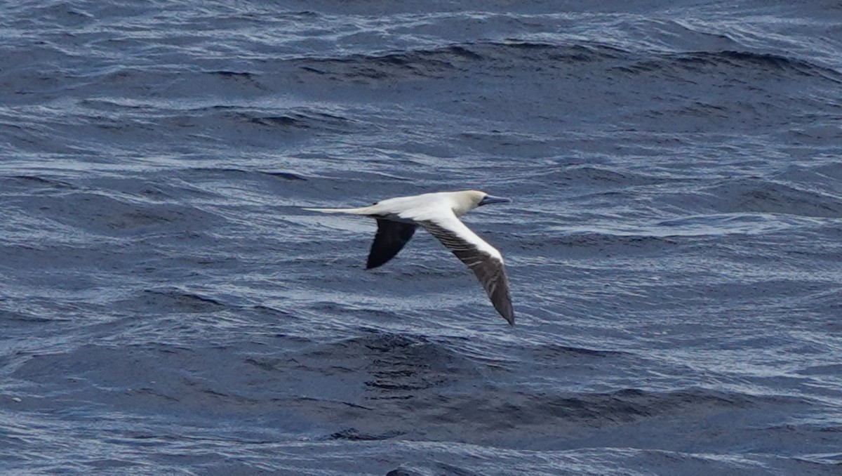 Red-footed Booby - ML626660725