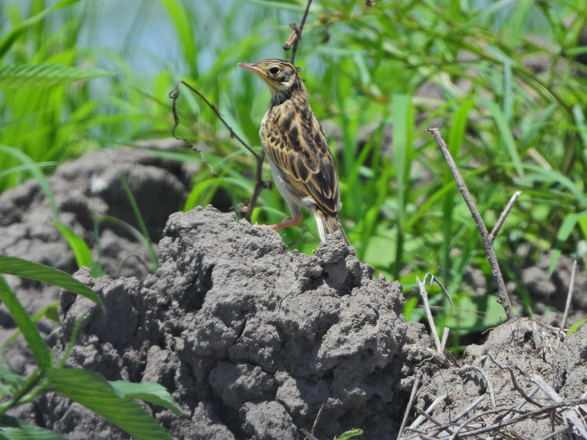 Yellowish Pipit - ML626660740