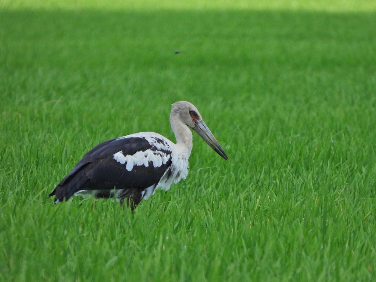 Maguari Stork - ML626660773