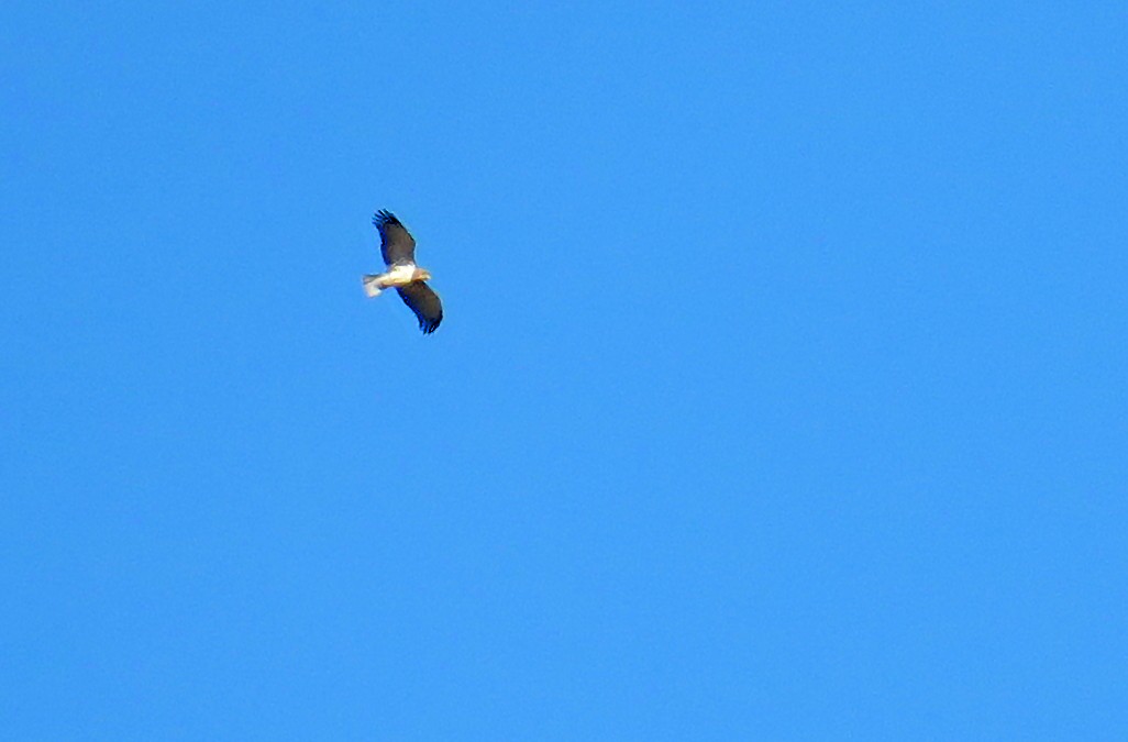 Short-toed Snake-Eagle - Juan Pérez