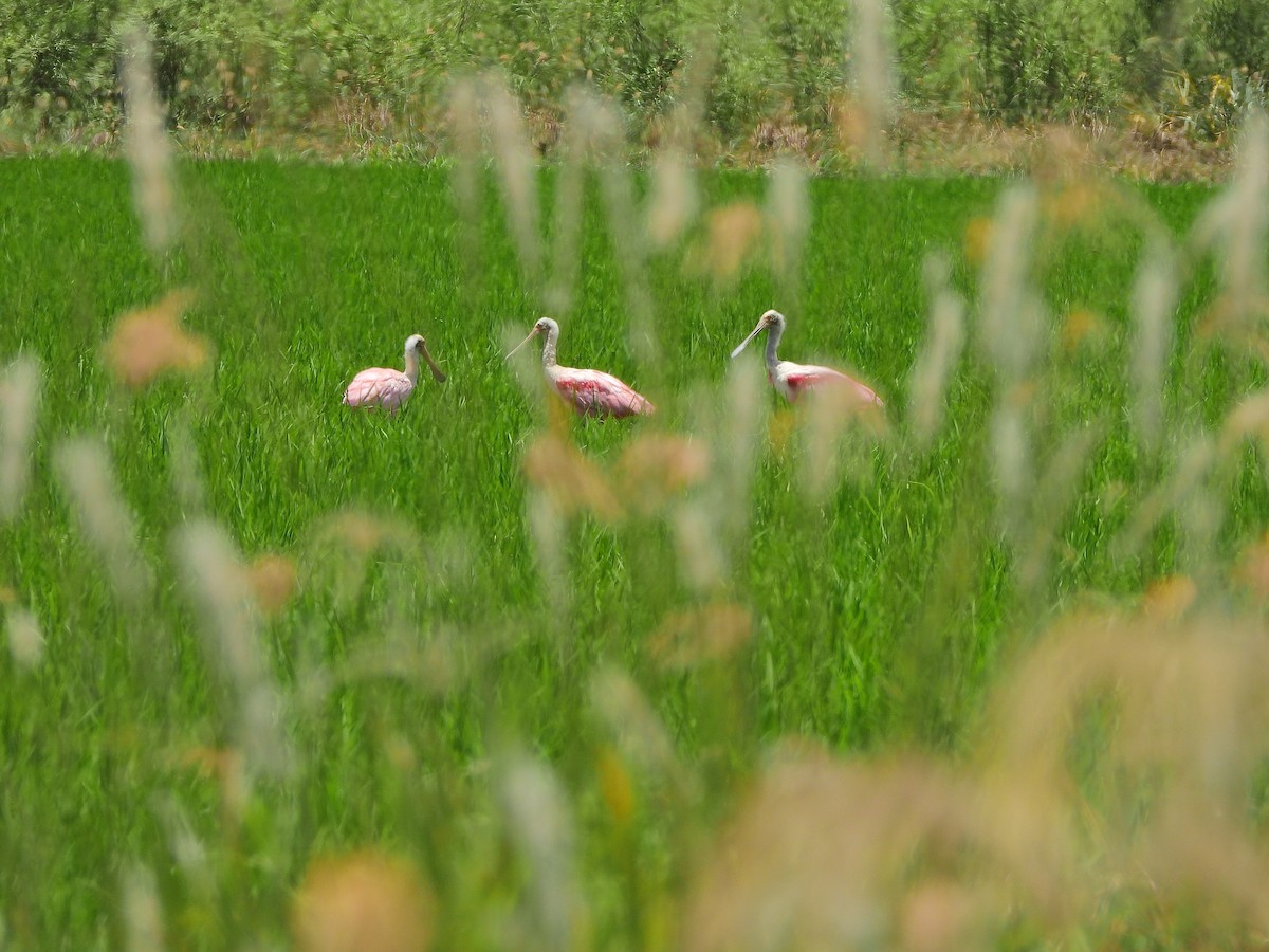 Roseate Spoonbill - ML626660824