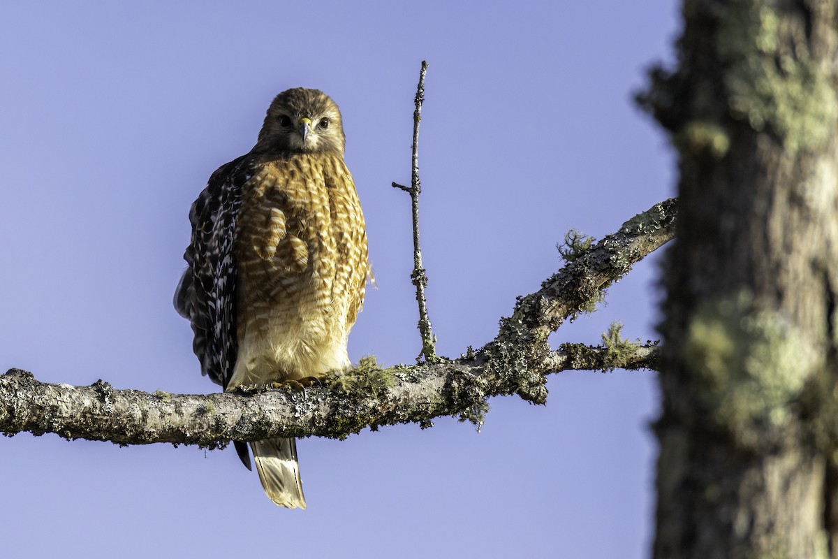 Red-shouldered Hawk - ML626660936