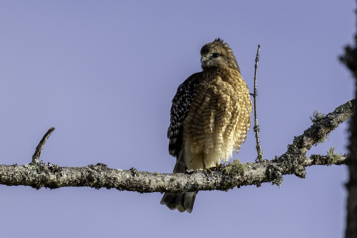 Red-shouldered Hawk - ML626660937