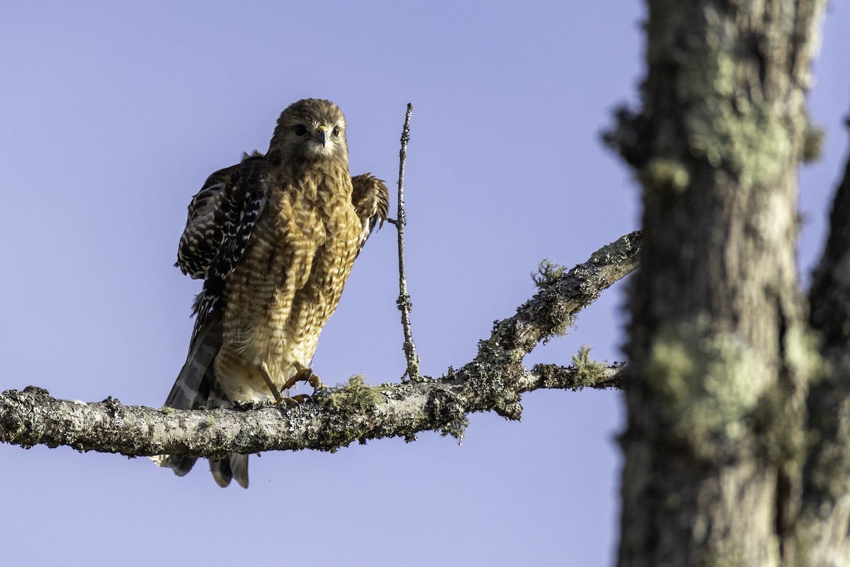 Red-shouldered Hawk - ML626660938