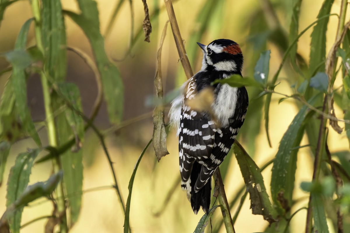 Downy Woodpecker - ML626661009