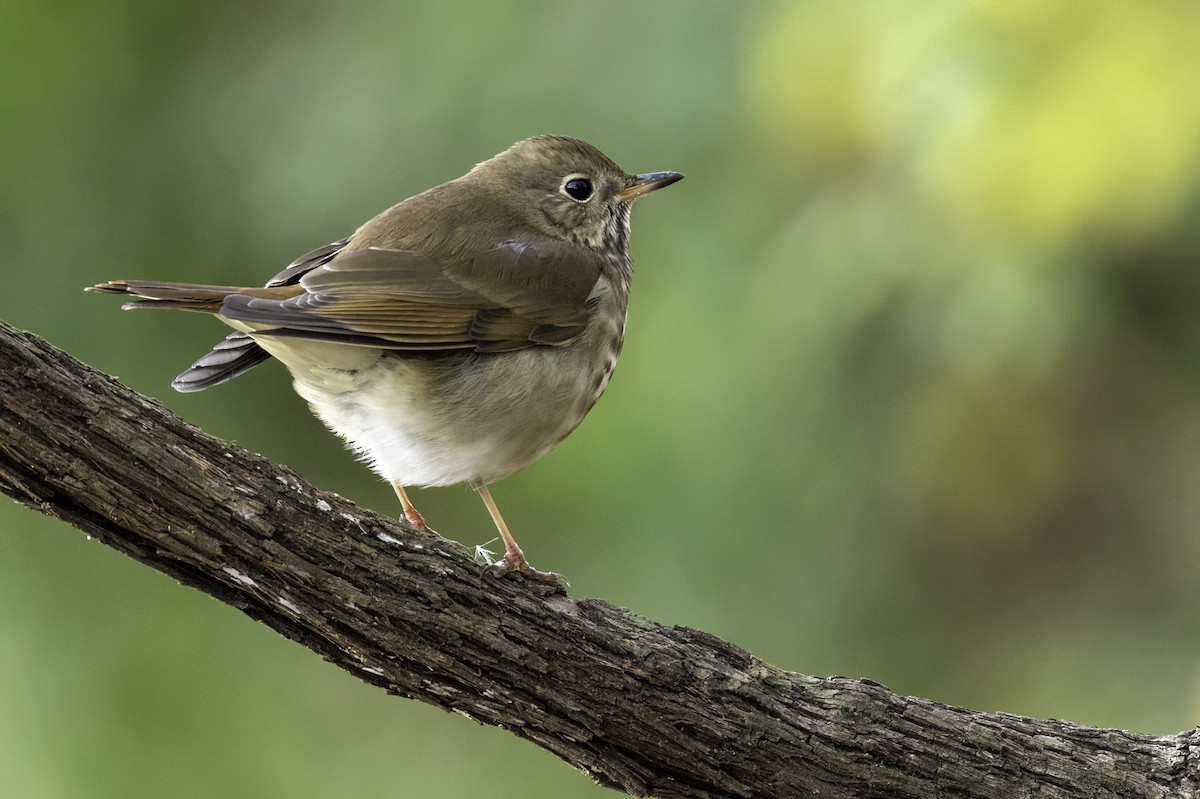 Hermit Thrush - ML626661040