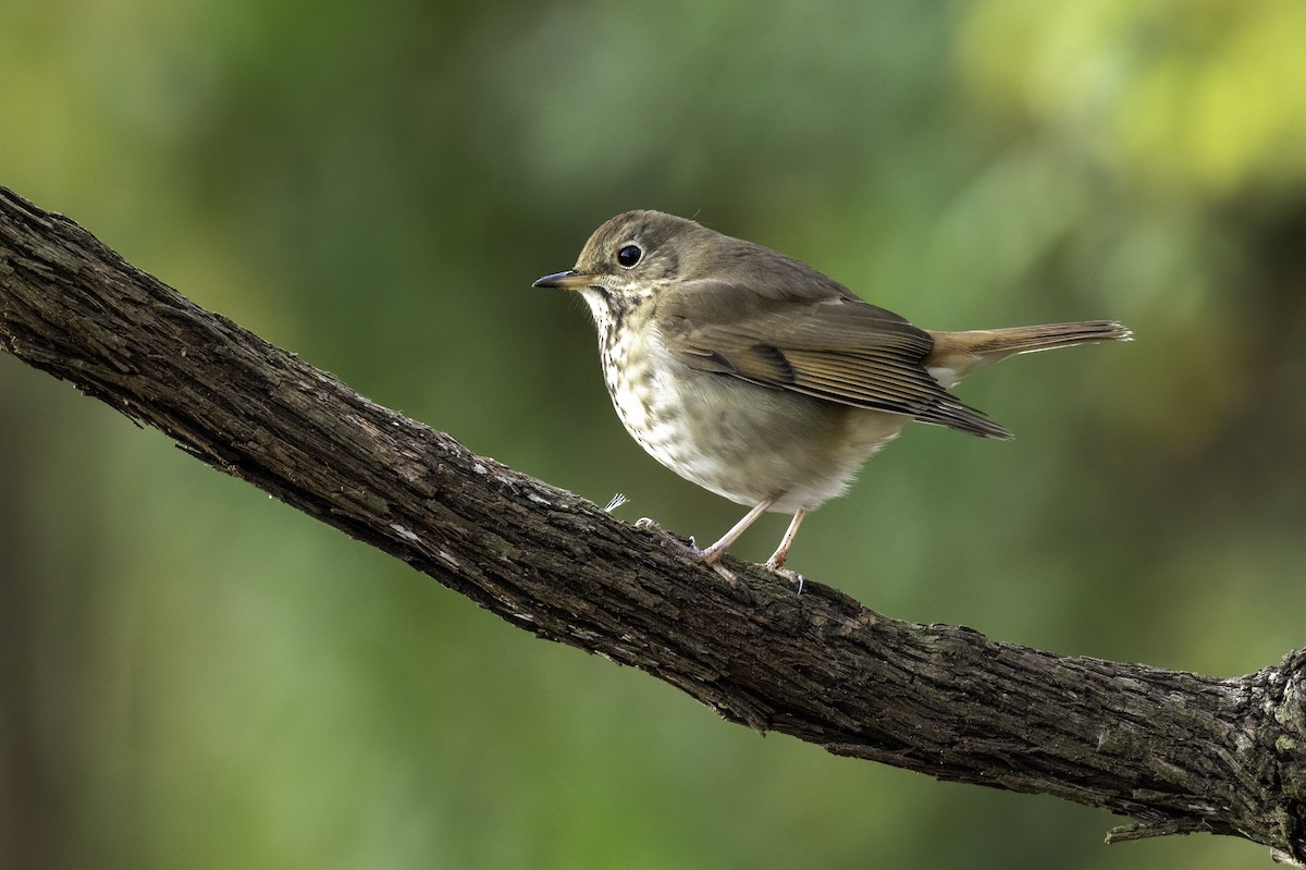 Hermit Thrush - ML626661041