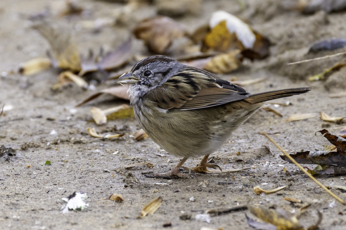 Swamp Sparrow - ML626661049