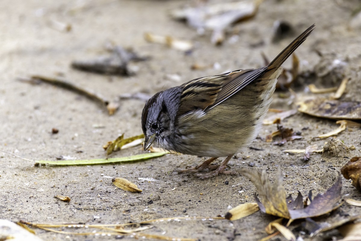 Swamp Sparrow - ML626661051