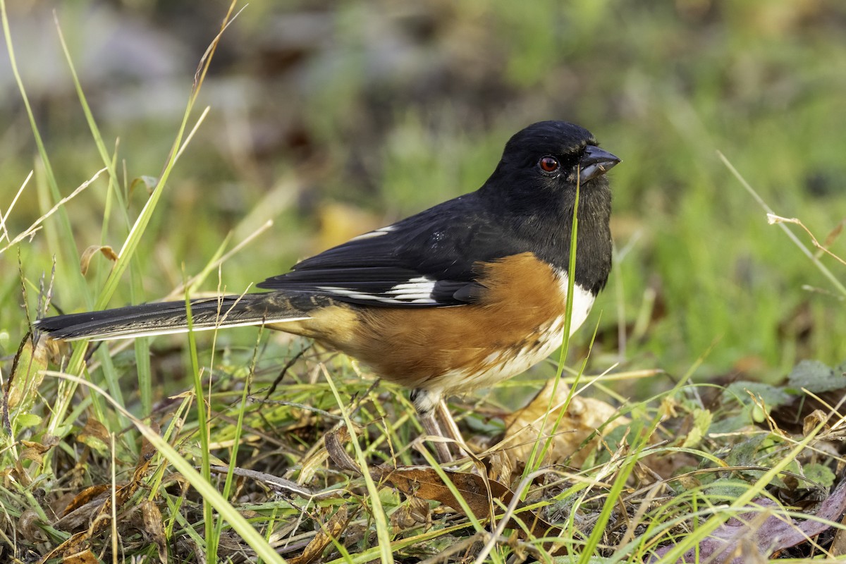 Eastern Towhee - ML626661056