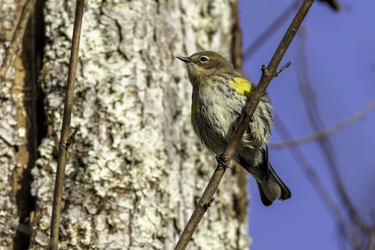 Yellow-rumped Warbler - ML626661066