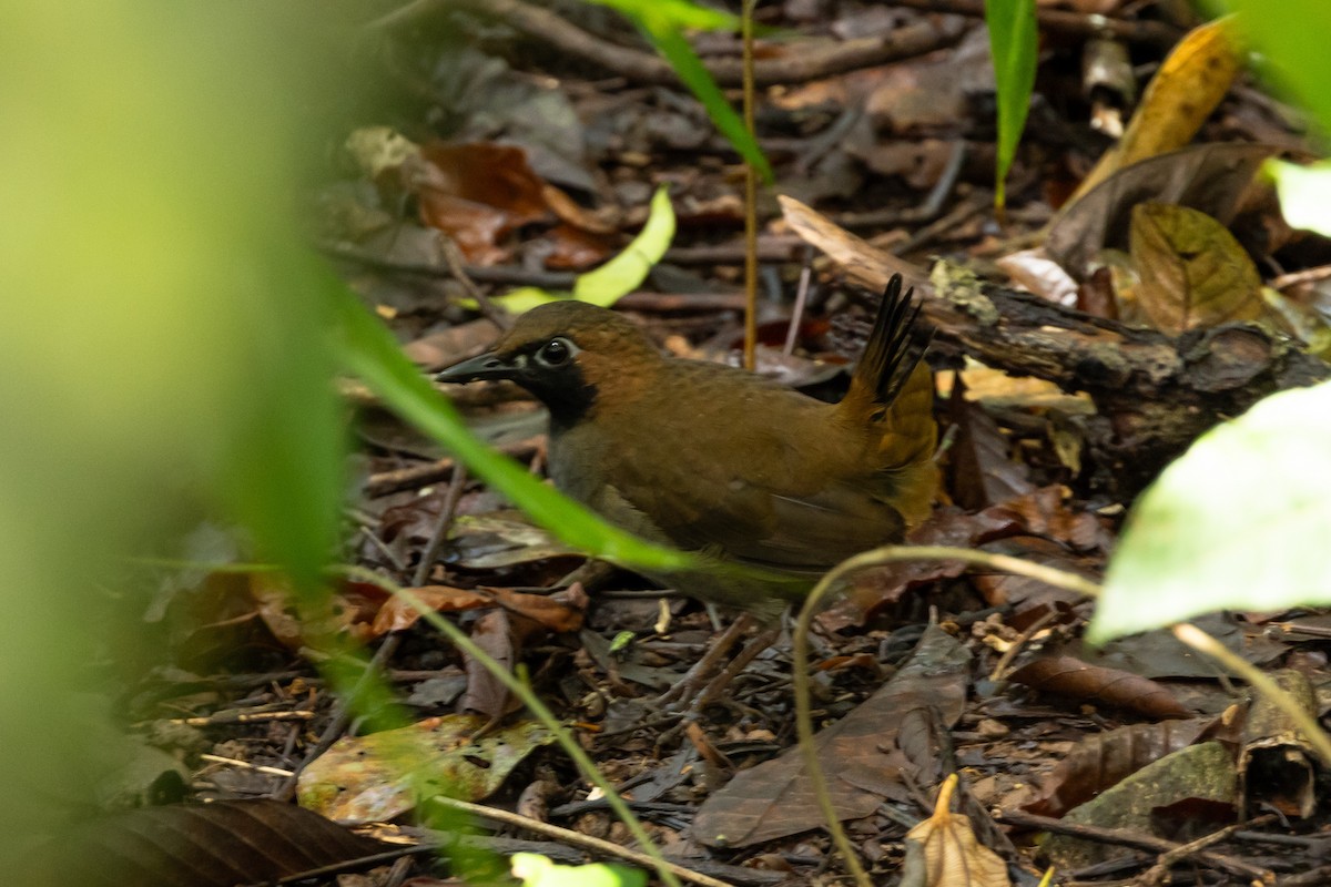 Black-faced Antthrush - ML626661108