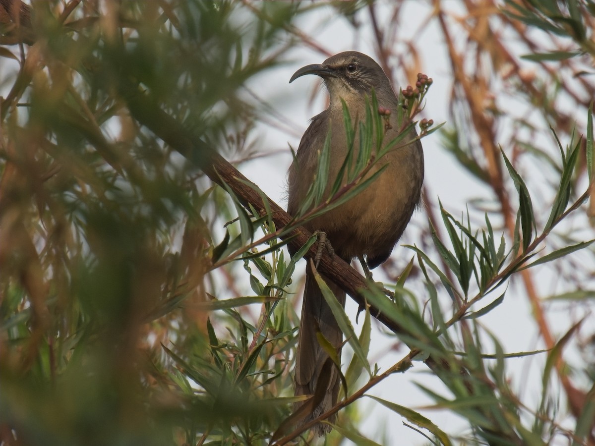 California Thrasher - ML626661163