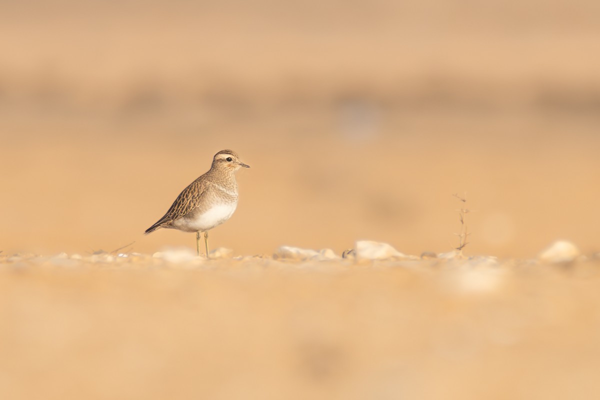 Eurasian Dotterel - ML626661546