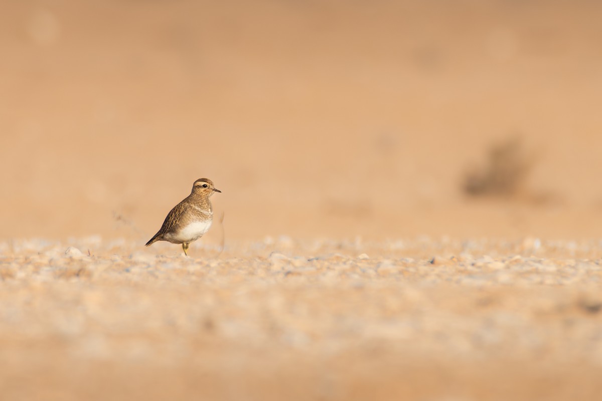 Eurasian Dotterel - ML626661547