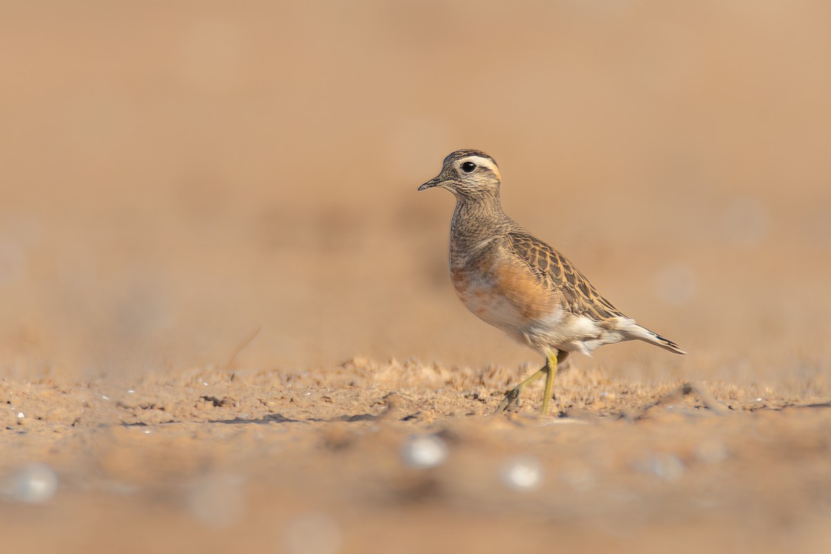 Eurasian Dotterel - ML626661548