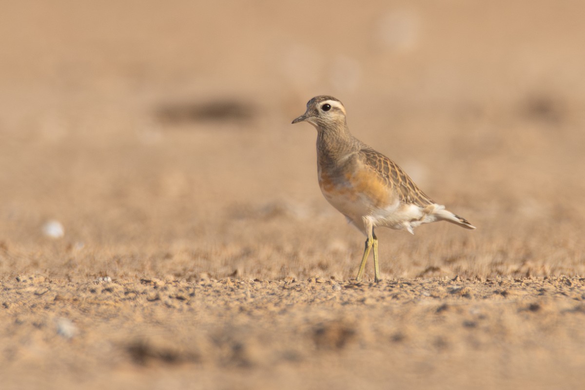 Eurasian Dotterel - ML626661549