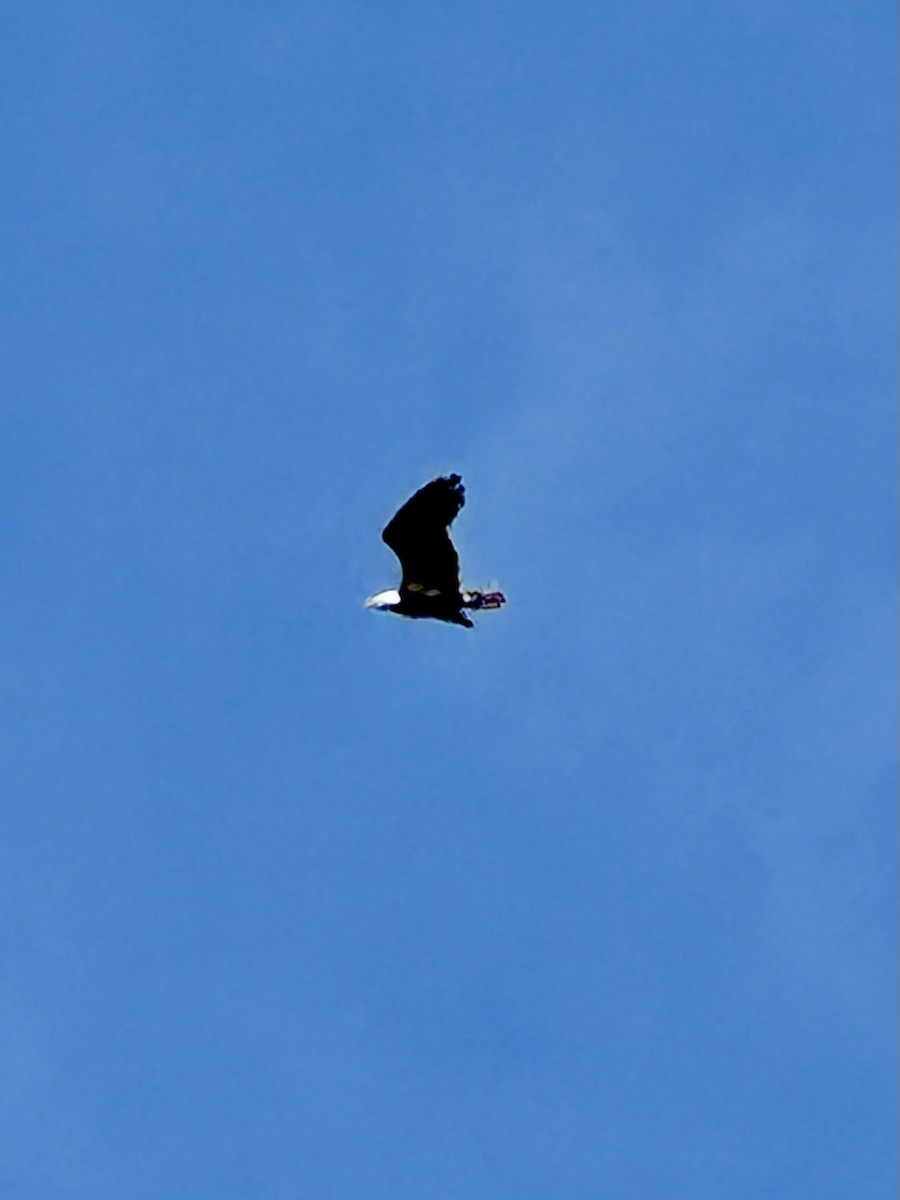 Bald Eagle - ML626661592
