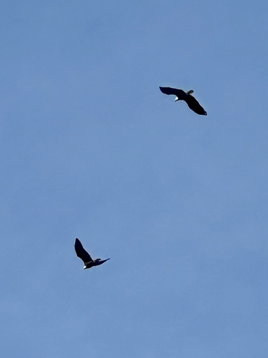 Bald Eagle - ML626661593