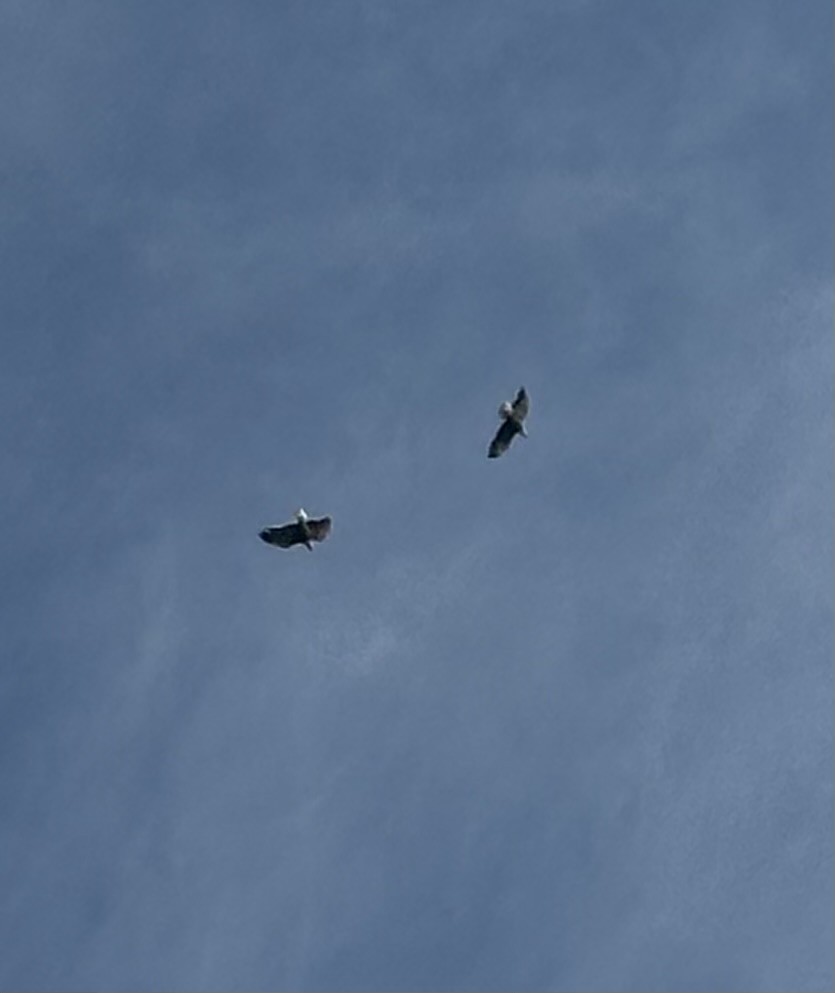 Bald Eagle - ML626661594