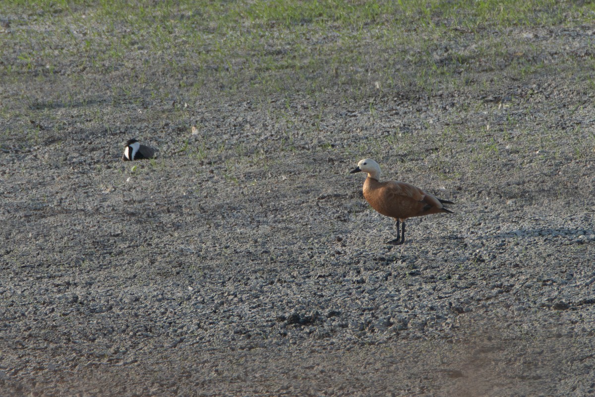 Ruddy Shelduck - ML626661596
