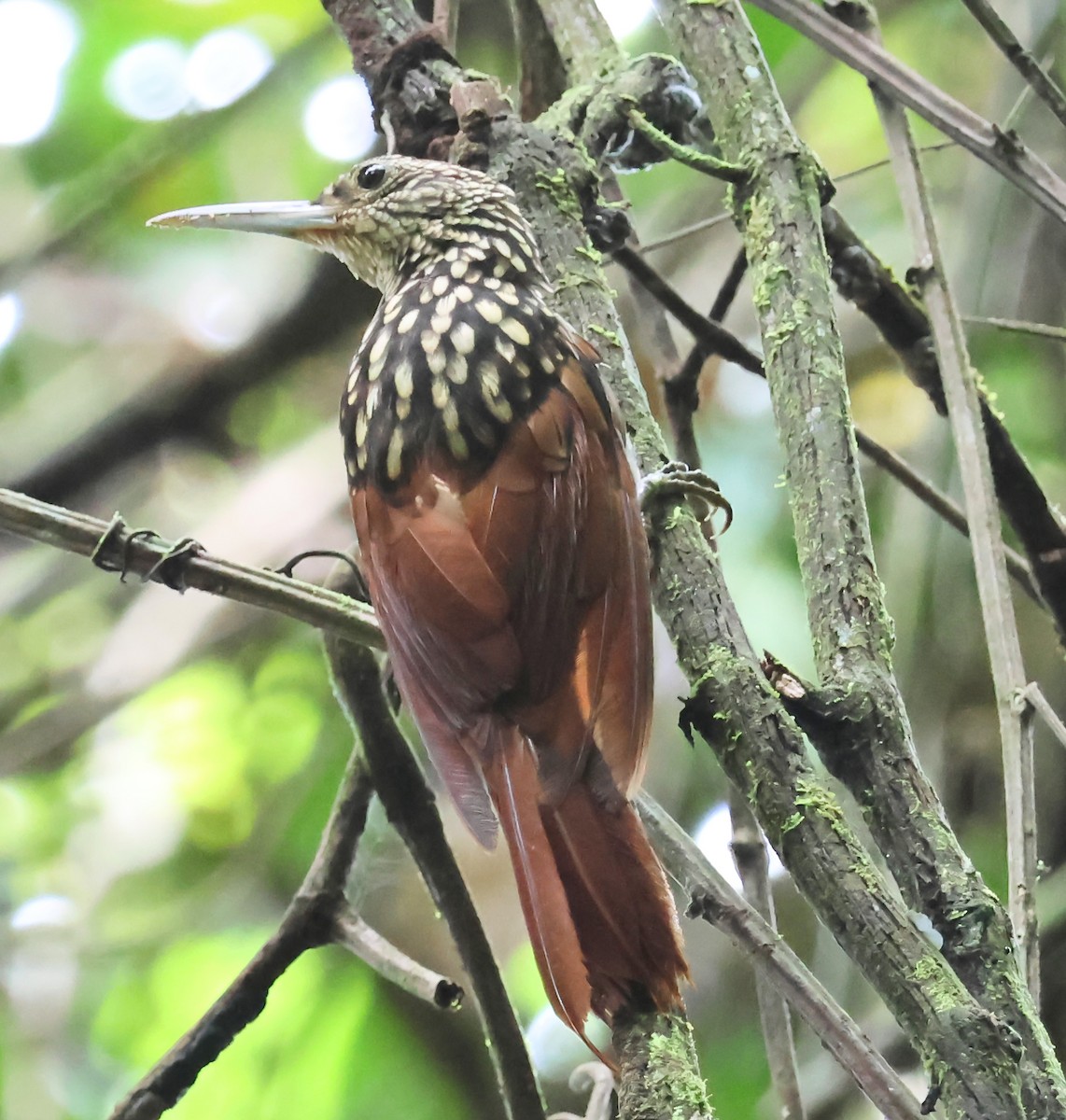 Black-striped Woodcreeper - ML626661664