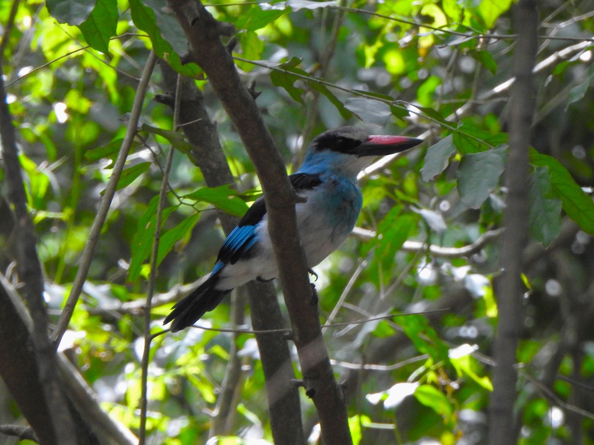 Blue-breasted Kingfisher - ML626661720