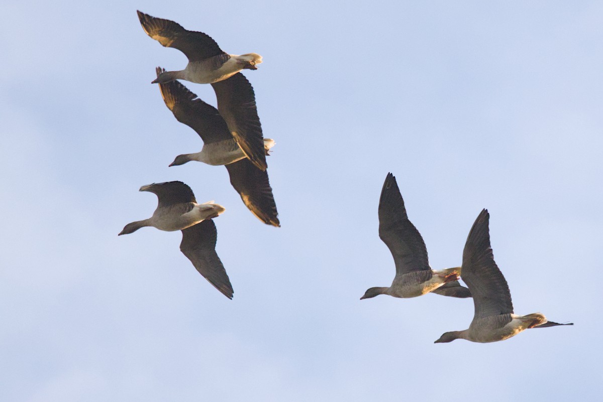 Pink-footed Goose - ML626661857