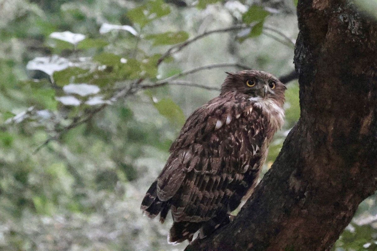 Brown Fish-Owl - ML626661875