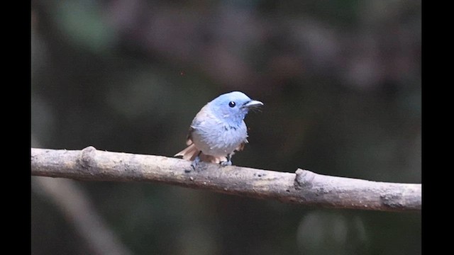 Black-naped Monarch - ML626661983