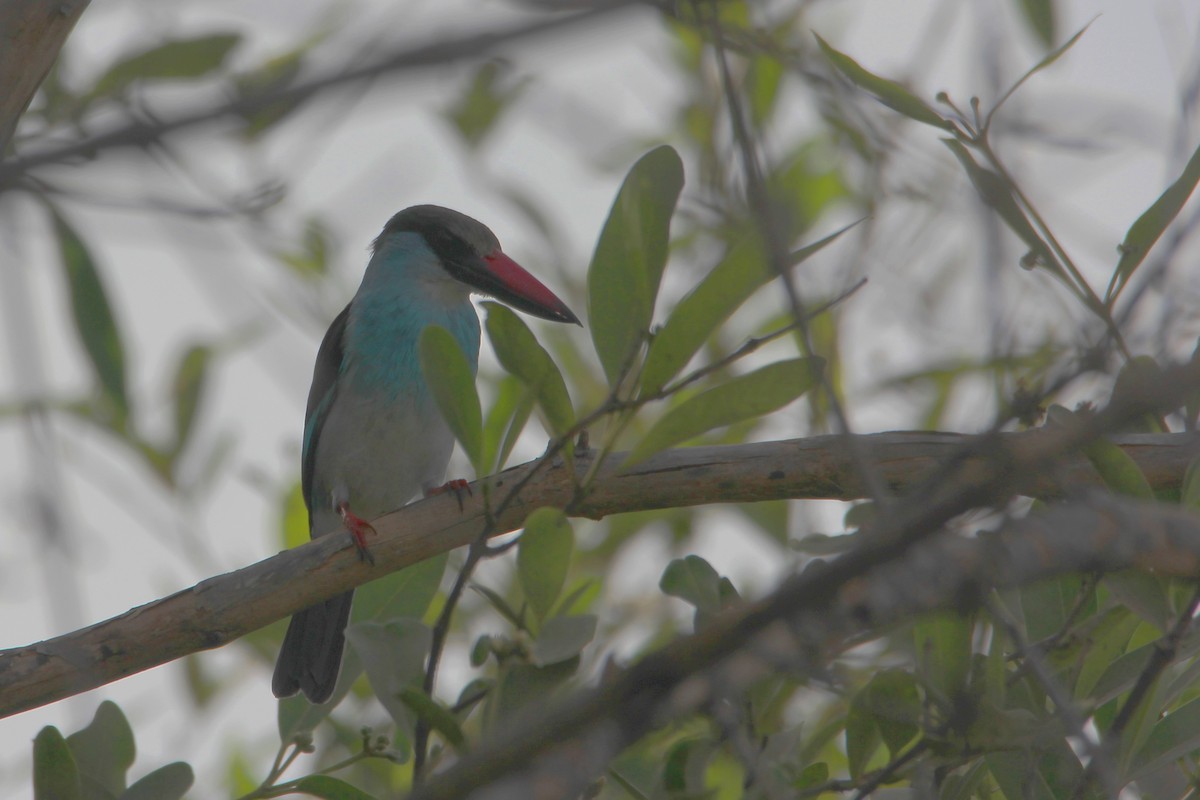 Blue-breasted Kingfisher - ML626662060