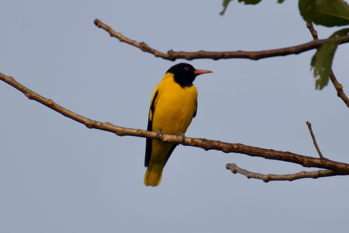 Black-hooded Oriole - ML626662113