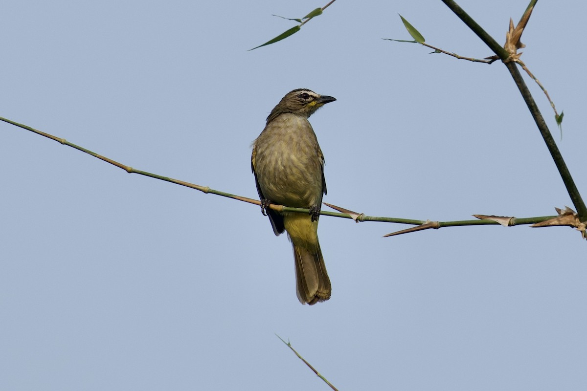 White-browed Bulbul - ML626662139