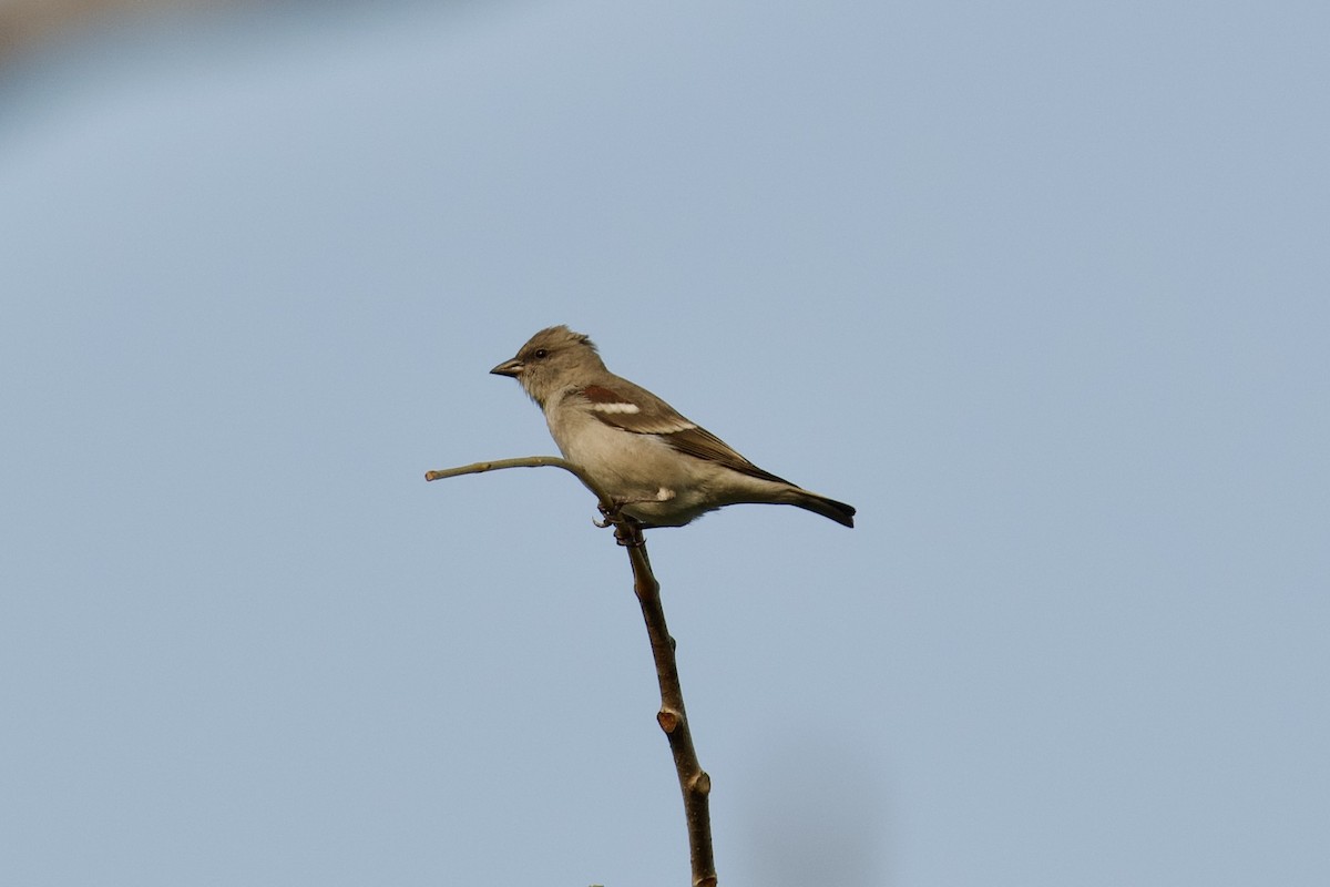 Yellow-throated Sparrow - ML626662162