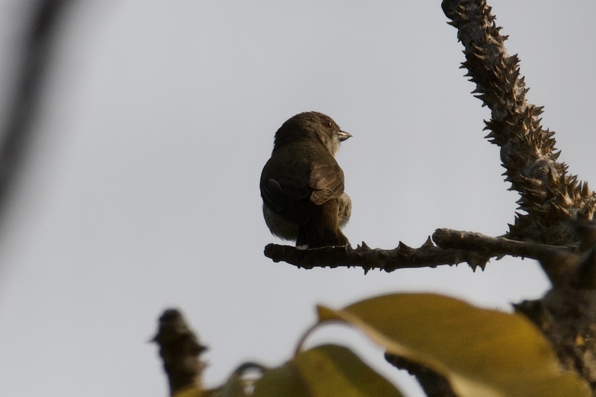 Thick-billed Flowerpecker - ML626662177