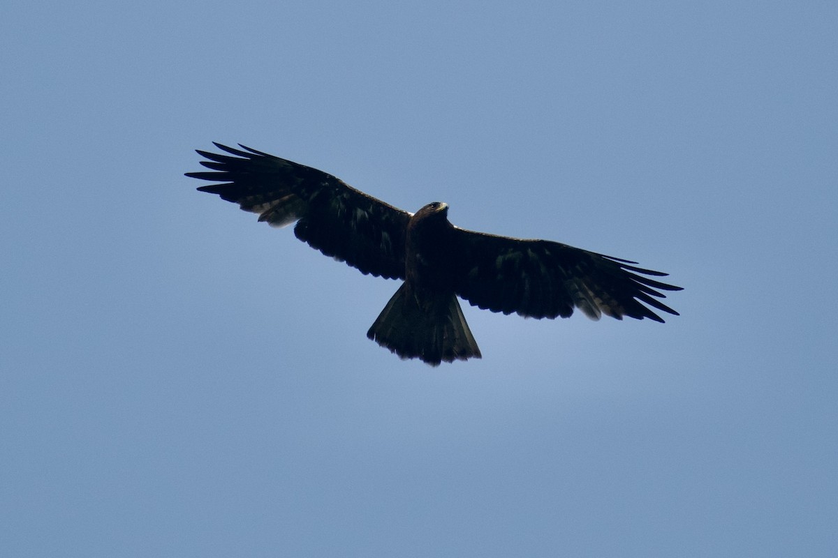 靴隼鵰 - ML626662204