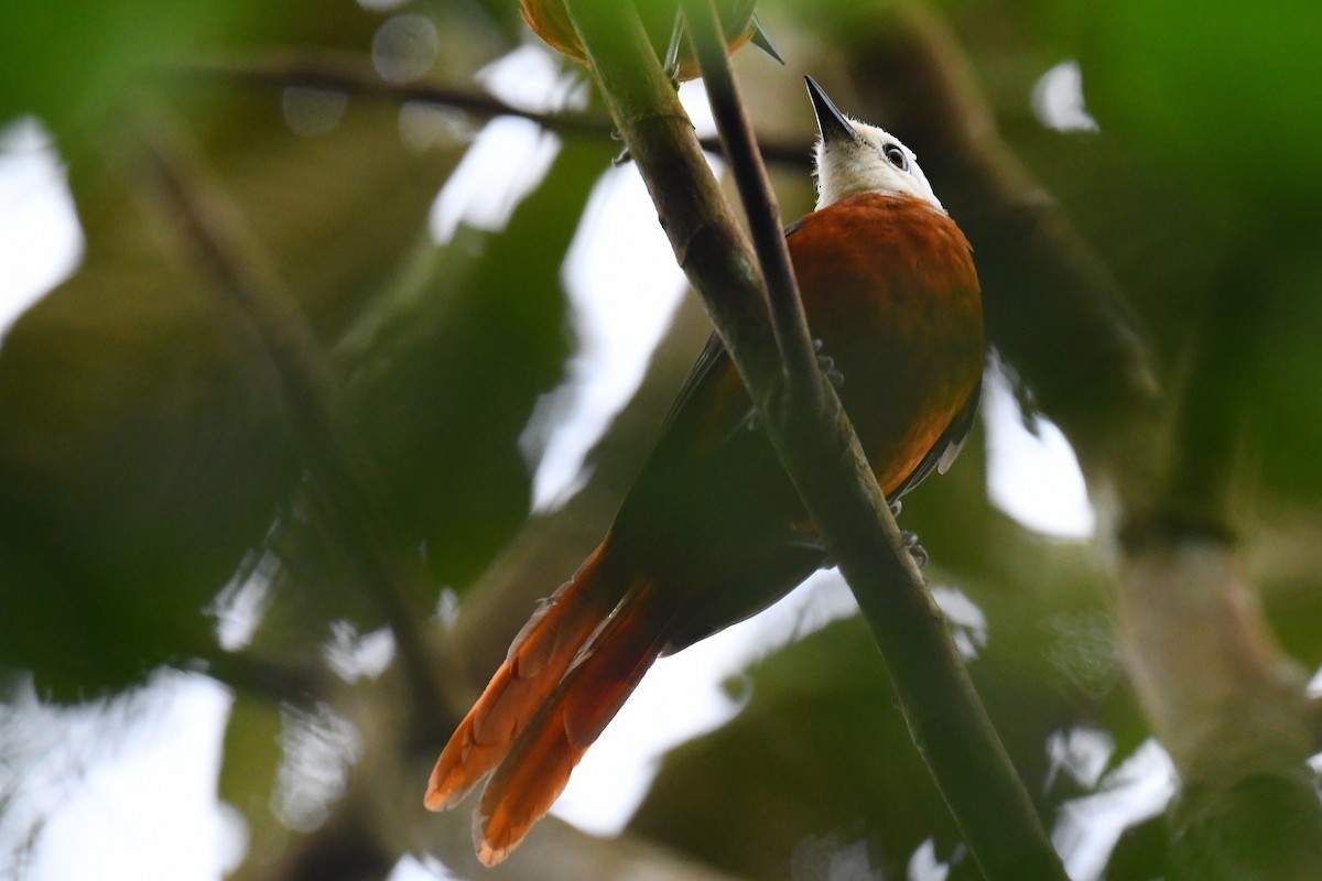 White-headed Robin-Chat - ML626662274